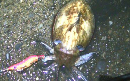 ダイソーエギ最強！コウイカ、タコ